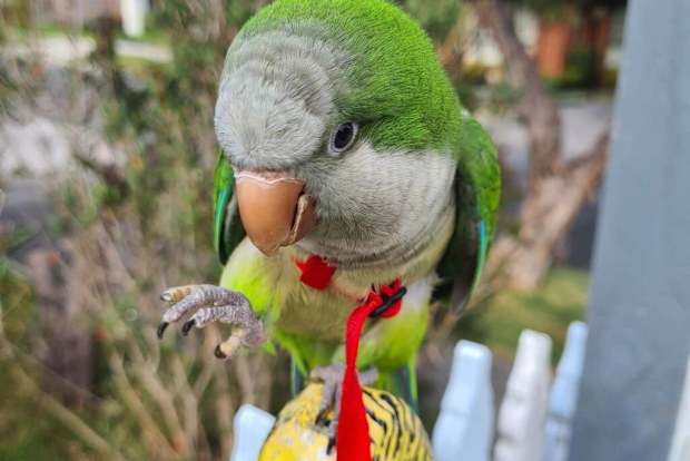 Mel Vincent harness training for birds.