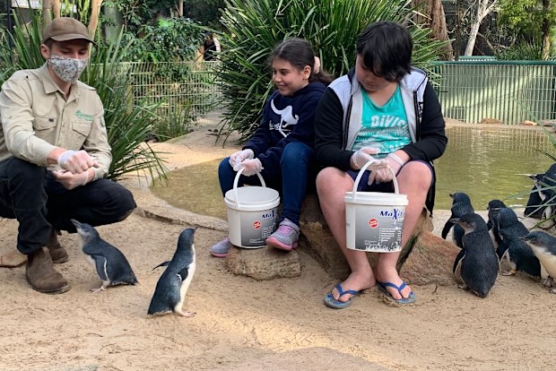 Giovanni and Caterina feed the penguins at the zoo.