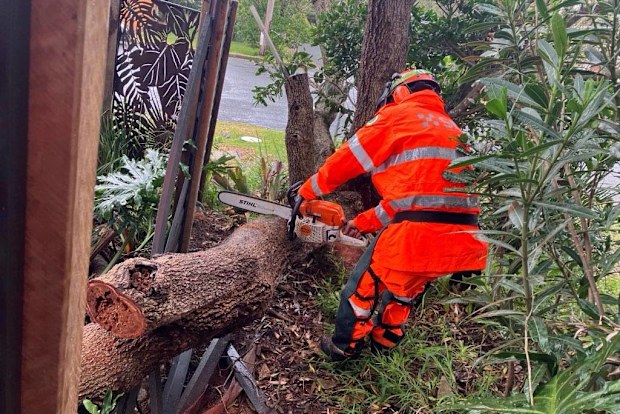 NSW SES volunteers respond to calls for fallen trees 