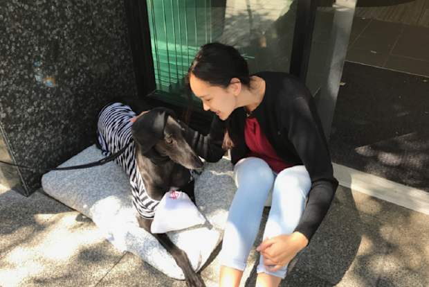 Nadia NAB greyhound