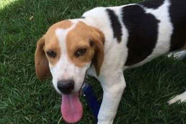One of the stolen puppies. (Supplied)