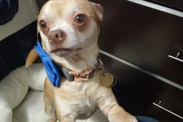 Prancer the Chihuahua