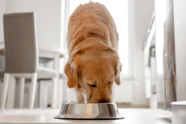 dog iStock image