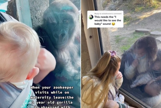 Gorilla meeting zookeepers baby for the first time on TikTok. 