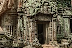 Large tree growing over the top of a temple in Angkor, Cambodia