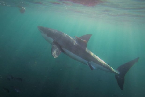 Shark cameras reveal how great whites hunt for prey | Nine.com.au