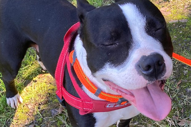 Sox is a gentle, sensitive soul who loves walks and meeting other dogs.