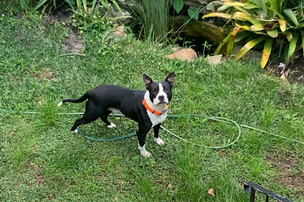 Sox in our backyard.