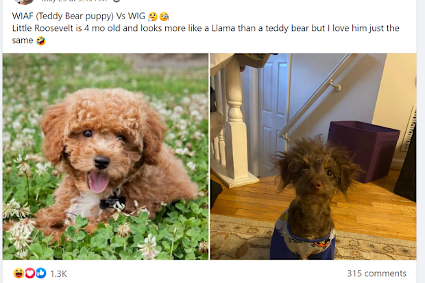 Facebook user shares expectation vs reality photos of her shichon puppy