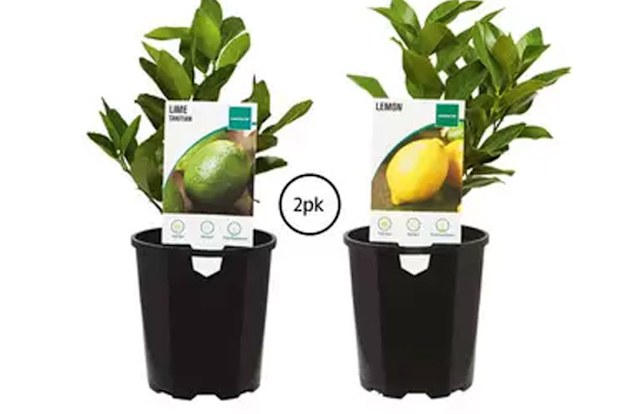 Aldi Special Buys gardening plants