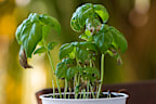 Small pot with a dying Basil plant