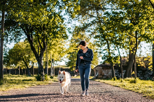 Woman and shepherd dog walking together in public park