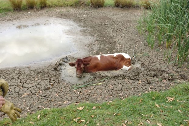 A confused cow has sparked two Fire and Rescue NSW (FRNSW) emergencies in 24 hours in western Sydney.