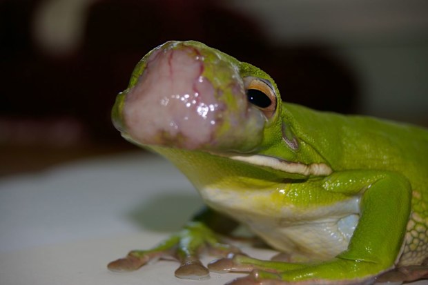 Mystery tumours killing green tree frogs in North Queensland | Nine.com.au