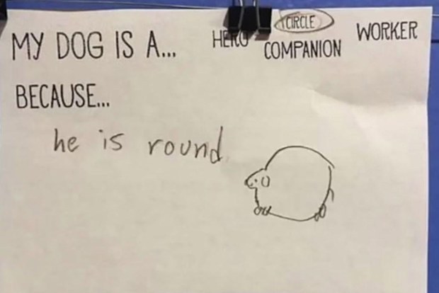 child accidentally fat shames family pet in school activity