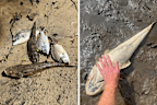 many dead or dying fish on shores of richmond river in ballina, nsw, likely caused by 'blackwater' cyclone run off. 