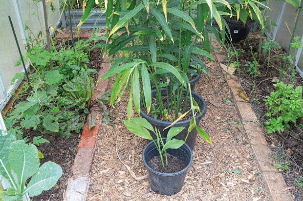Ginger plant