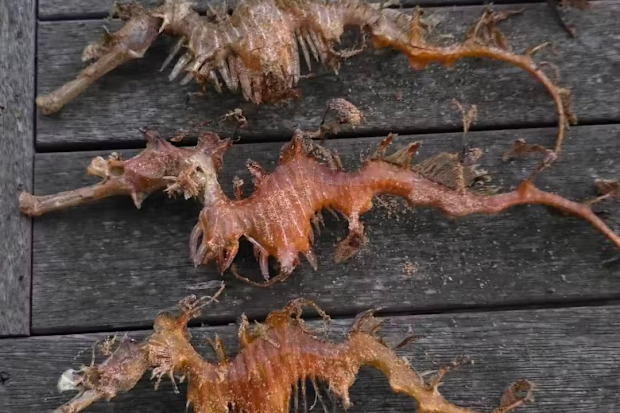 Dead native leafy seadragons were found washed up on the beach by local surfer Anthony Rowland.