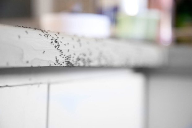 A trail of ants on kitchen bench