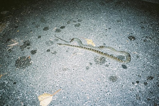 Charli XCX shared a snap of a python that she almost stepped on while in Australia