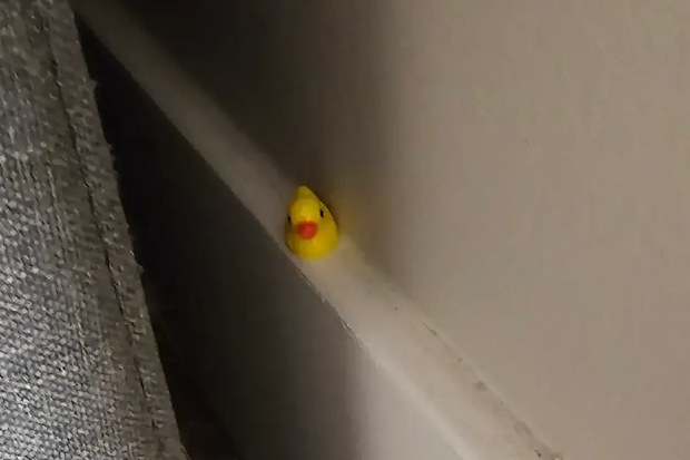 Professional cleaner Devon shares humiliating duck "task" she was left on TikTok