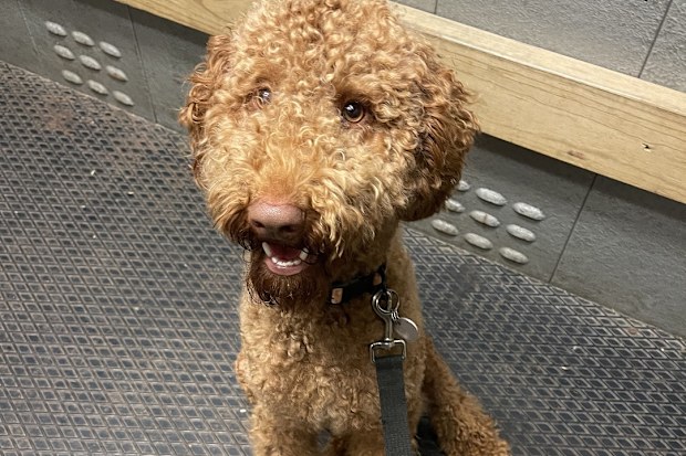 Purchased home after renting bought dog