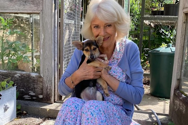 Queen Camilla with her new puppy, Moley