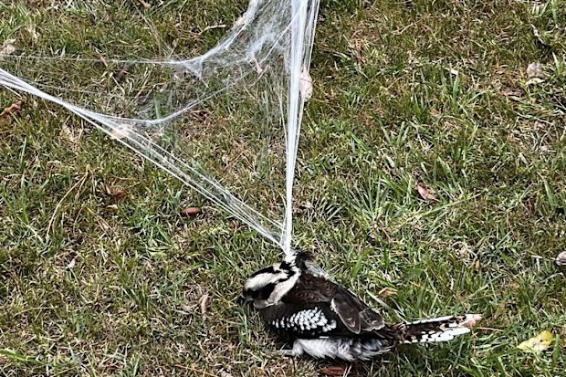 The kookaburra was spotted ensnared in fake cobwebs used as a Halloween decoration in Wahroonga, Sydney.