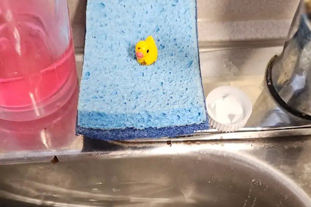 Professional cleaner Devon shares humiliating duck "task" she was left on TikTok