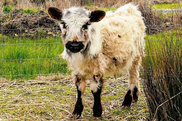 Olaf the miniature cow has been missing since Friday.