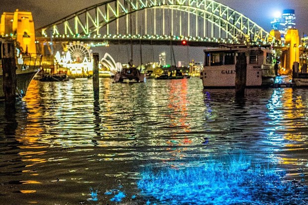 Bioluminescence lit up the waters of Sydney Harbour this week.
