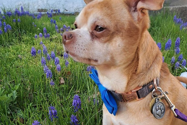 Prancer the 'demonic' Chihuahua