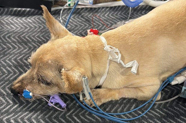 Elwood the 8-year-old Norwich Terrier suffered tick paralysis but has made a full recovery.