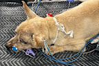 Elwood the 8-year-old Norwich Terrier suffered tick paralysis but has made a full recovery.