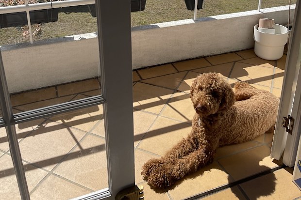 Purchased home after renting bought dog