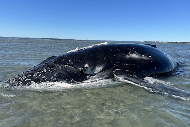 A ten-metre humpback whale stranded off the coast of Queensland has been rescued following a mammoth operation.