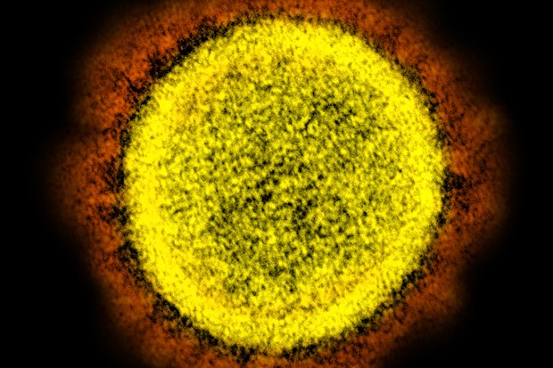 Coronavirus swab seen through microscope
