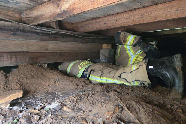 Stray dog found in well