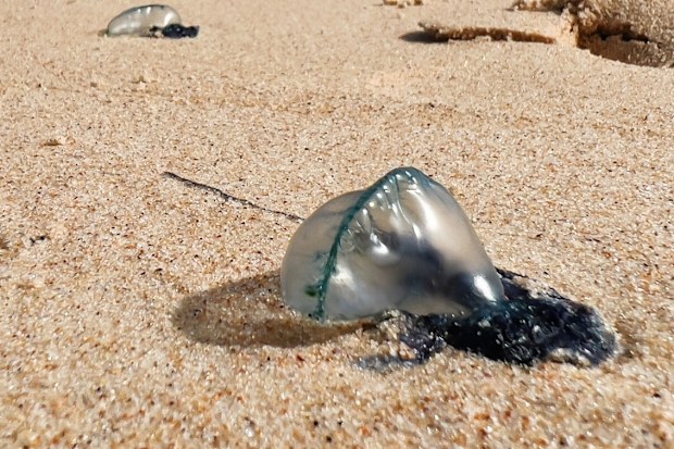ben fordham 2gb children stung by blue bottles