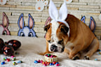 English Bulldog in Easter rehearsal, dressed as easter bunny