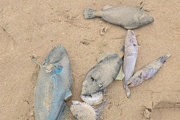 A multi-agency investigation is underway after masses of yellow foam washed up on a popular South Australian beach, leaving surfers feeling sick and infected. 