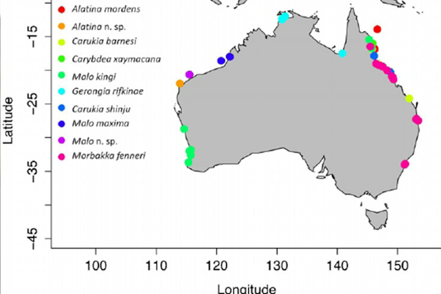 Eleven Irukandji species and their believed distribution in Australia.