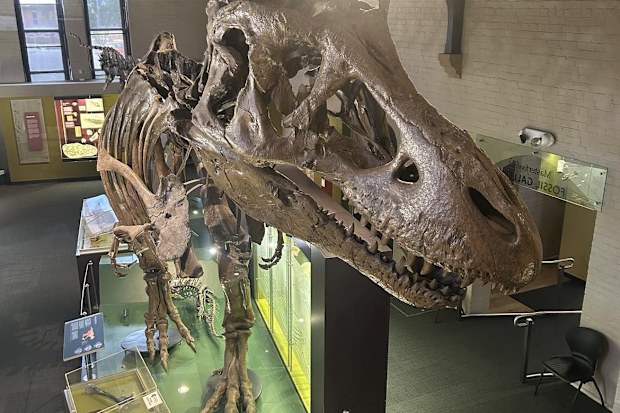 The skeleton of a tyrannosaurus rex at the Australian Fossil and Mineral Museum.