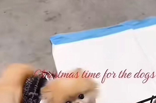 Kim Kardashian's dog.