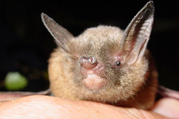 Bats can host a startling number of potentially lethal viruses