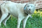 Dog stuck with a glass bowl on its head