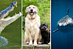 <p>N﻿ewly released data from the National Coronial Information System has revealed which animals are involved in the most human deaths in Australia.</p><p>Read on to see what animals you really need to keep an eye on.﻿</p>
