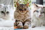 Affectionate cat breeds