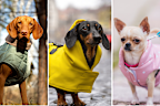 Dogs in jackets split
