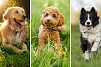 The top 10 most popular dogs in Australia for 2023 have been revealed